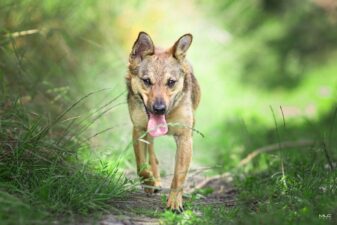 37985211_1733938700053968_4961858902548283392_o