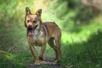 38217111_1733938586720646_3114545115796865024_o