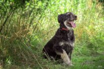 38238167_1733931896721315_5133964315182759936_o