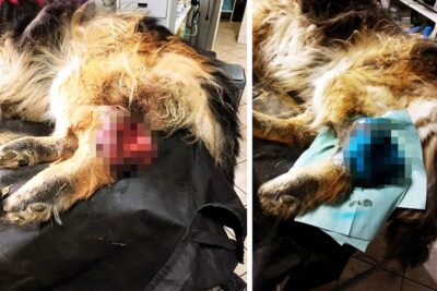 Wolontariusze Oleśnickich Bid odebrali księdzu zaniedbanego psa