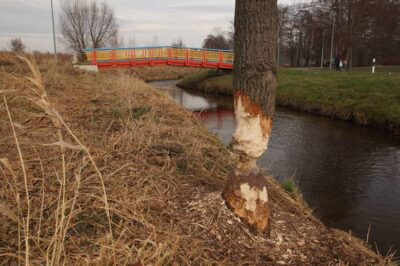Bobry się u nas zadomowiły. Zobaczcie efekty ich pracy nad rzeką Oleśnica