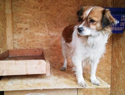 Właściciel po(d)rzuconego psa może mieć poważne problemy