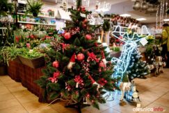 kwiaton20181203-75X_1092