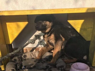 Prokurator żąda surowej kary dla właścicielki psa