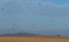 46110089_2212549669034083_9000716229240946688_o