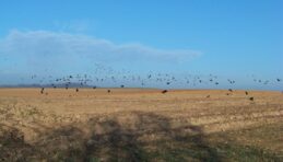 46149232_2212549769034073_2285867408377774080_o