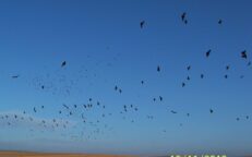 46192999_2212550895700627_8787584515900964864_o