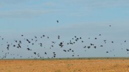 46219618_2212549799034070_3215522455510581248_o