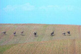 46523822_2219674244988292_4465681302439329792_o