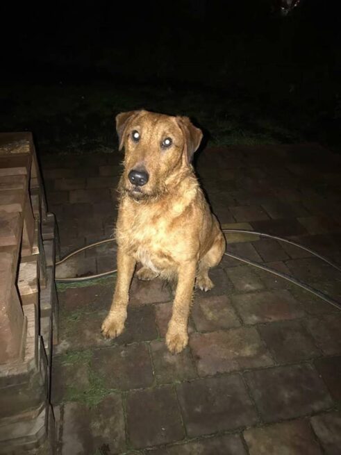 49351441_1950729415041561_2476959235045326848_n