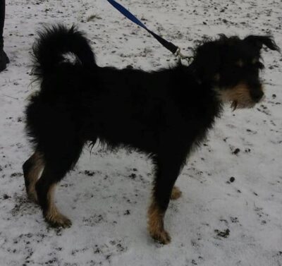 Te psy zostały odłowione na terenie miasta. Czyje zguby?