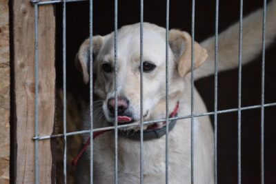 Dramatyczny apel Przytul Pyska: prosimy o wyrozumiałość, jesteśmy w ciężkiej sytuacji
