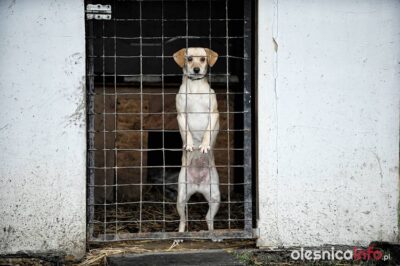 Fundacja chce, by miasto pomogło w walce z bezdomnością zwierząt
