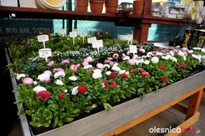 Wybierz się na wiosenne zakupy do Kwiatonu