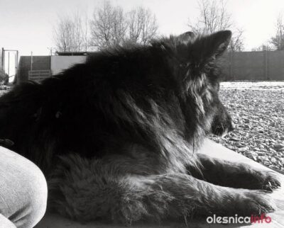 Nie żyje pies, który został odebrany księdzu