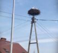 Mają swoje gniazda od lat w tych samych miejscach