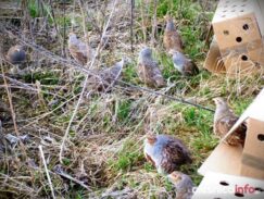 dzien_kobiet_Dobrzen_1438_1862