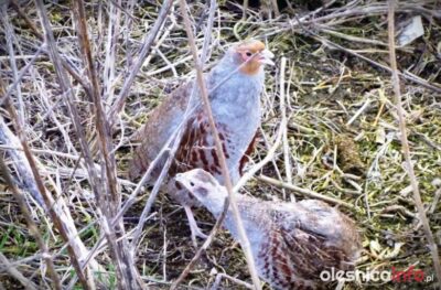 Akcja ratowania kuropatw: siedemset ptaków zostało wypuszczonych na pola w okolicach Oleśnicy