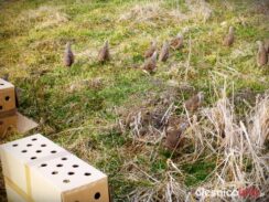 dzien_kobiet_Dobrzen_1438_1864