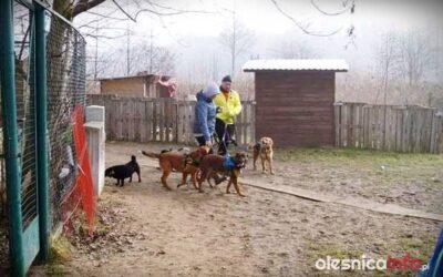 Teren Przytul Pyska wystawiono na sprzedaż. Właściciele rozpoczęli wyścig z czasem i zbiórkę pieniędzy