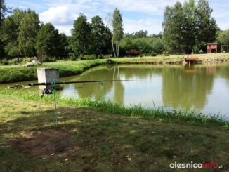 lesny zakątek50530629_398194780927094_8699103465139339264_n