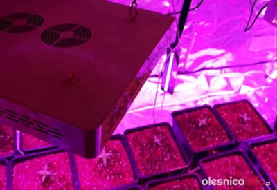 20-latek stanie przed sądem za uprawę konopi i kilkaset porcji narkotyków w mieszkaniu