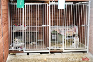 olesnickie_bidy_700_6785-20190314