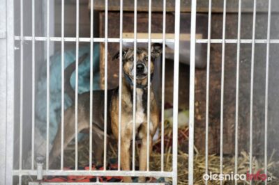 Zagrają charytatywnie dla zwierzaków z oleśnickiego azylu