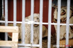 olesnickie_bidy_700_6808-20190314