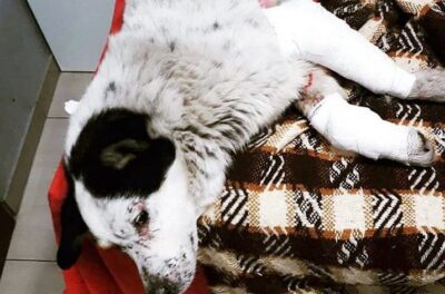 Oleśnickie Bidy walczą o zdrowie Puszka. Stan odebranego podczas interwencji psa jest poważny