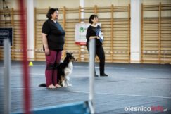 psy_posluszenstwo_700_8186-20190324