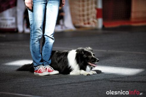 psy_posluszenstwo_700_8188-20190324