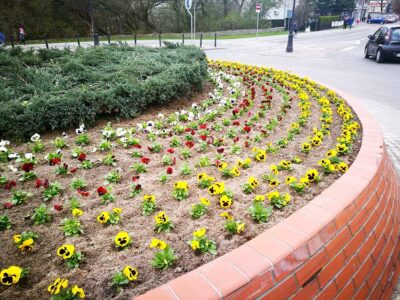 Pięknie, coraz piękniej na wiosnę w Oleśnicy