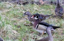 strajk_53694072_1187526901425035_5596418875760574464_o