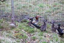 strajk_53859522_1187525911425134_831909833518088192_o