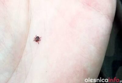 Leśnicy ostrzegają przed kleszczami