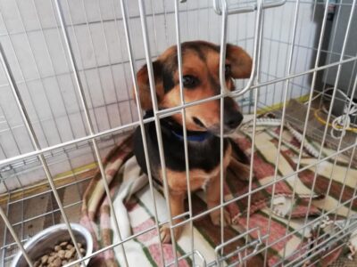 Już 95 tys. zł na koncie Przytul Pyska