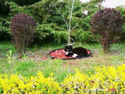 Wiosenne klimaty na oleśnickich ulicach