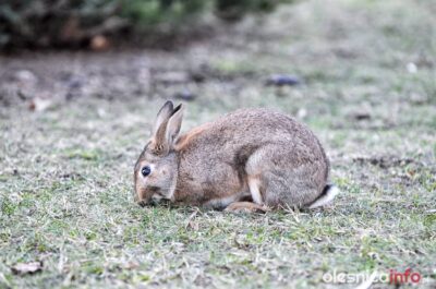 Rusza remont placu Zwycięstwa. Co z oleśnickimi królikami – pytają mieszkańcy