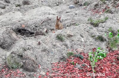 Oleśnickie Bidy interweniują w sprawie oleśnickich królików