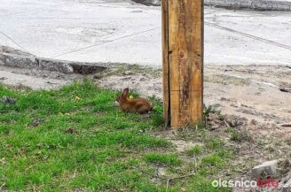 kroliki_58812196_2110501659064335_1181740327141113856_o-20190424