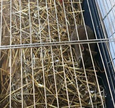 Króliki wyłapane przez Oleśnickie Bidy. -Są już u nas – informuje fundacja