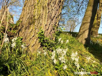 Czy to śniedek? Kwiaty rosną na oleśnickim podzamczu