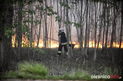 Rośnie zagrożenie pożarowe w lasach. Wystarczy iskra, by doszło do tragedii