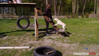 Nowy tydzień i nowe zabawki w Przytul Pyska