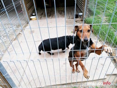 Szukasz psiego przyjaciela? Tereska, Czesio, Pika i wielu innych czeka na Ciebie [ZDJĘCIA]