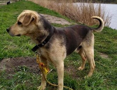 Doznał wielu krzywd. Teraz czeka na nowy dom