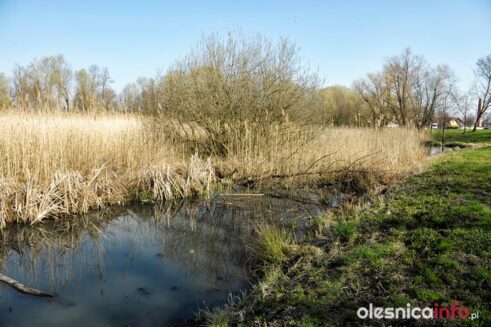 staw_Krucza_700_9282-20190404