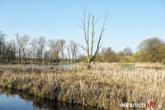 staw_Krucza_700_9284-20190404