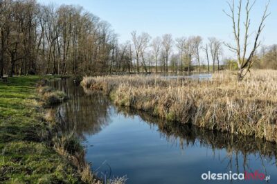 Wywiozą muł, wyczyszczą i pogłębią staw na Kruczej